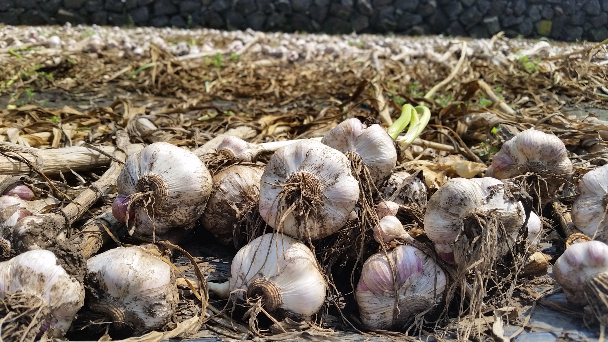 지금 우도에서는...